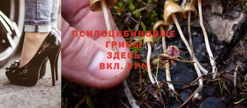 Псилоцибиновые грибы Cubensis  ссылка на мегу как зайти  Грайворон 